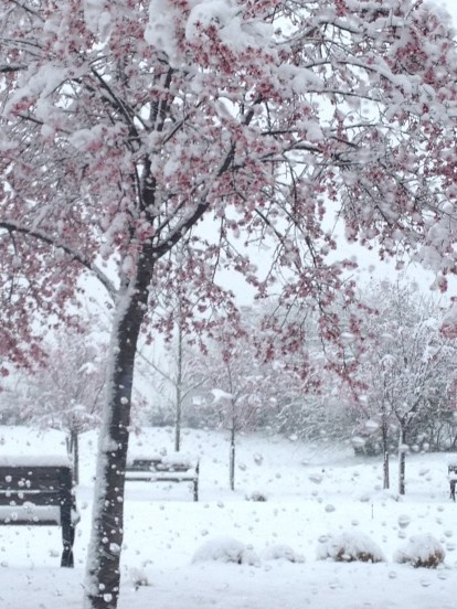 cherry blossom with snow